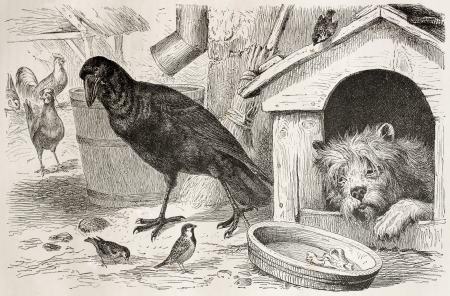 Old illustration of Common Raven (Corvus corax). Created by Kretschmer, published on Merveilles de la Nature, Bailliere et fils, Paris, 1878のeditorial素材