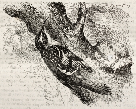 Common Treecreeper old illustration (Certhia familiaris). Created by Kretschmer, published on Merveilles de la Nature, Bailliere et fils, Paris, ca. 1878のeditorial素材