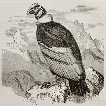 Old illustration of Andean Condor (Vultur gryphus). Created by Kretschmer and Jahrmargt, published on Merveilles de la Nature, Bailliere et fils, Paris, 1878のeditorial素材