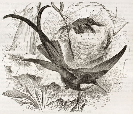 Crimson Topaz old illustration (Topaza pella). Created by Kretschmer, published on Merveilles de la Nature, Bailliere et fils, Paris, ca. 1878のeditorial素材
