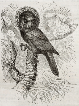 Old illustration of Red-fan parrot (Deroptyus accipitrinus). Created by Kretschmer and Jarmargt, published on Merveilles de la Nature, Bailliere et fils, Paris, 1878のeditorial素材