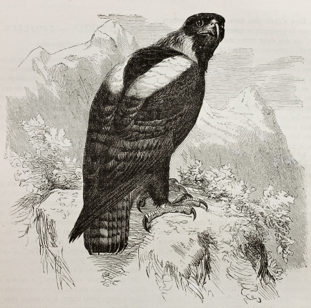 Old illustration of Eastern Imperial Eagle (Aquila heliaca) . Created by Kretschmer and Jahrmargt, published on Merveilles de la Nature, Bailliere et fils, Paris, 1878のeditorial素材