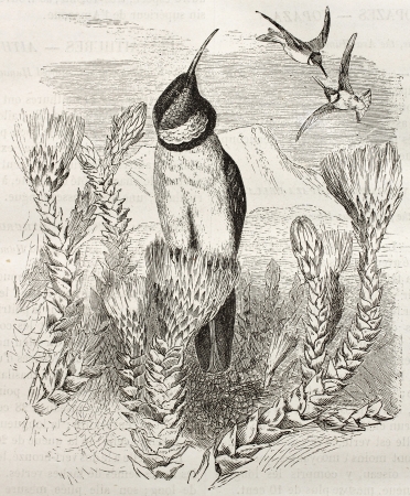 Ecuadorian Hillstar old illustration (Oreotrochilus chimborazo). Created by Kretschmer, published on Merveilles de la Nature, Bailliere et fils, Paris, ca. 1878のeditorial素材