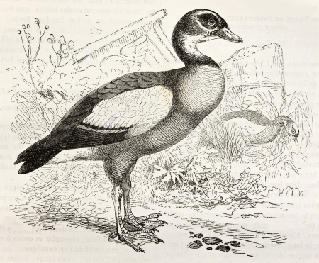 Egyptian Goose old illustration (Alopochen aegyptiacus). Created by Kretschmer and Wendt, published on Merveilles de la Nature, Bailliere et fils, Paris, ca. 1878のeditorial素材