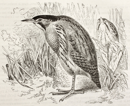 Eurasian Bittern old illustration (Botaurus stellaris). Created by Kretschmer, published on...