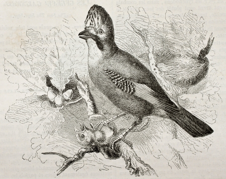 Old illustration of Eurasian Jay (Garrulus glandarius). Created by Kretschmer and Wendt, published on Merveilles de la Nature, Bailliere et fils, Paris, 1878のeditorial素材
