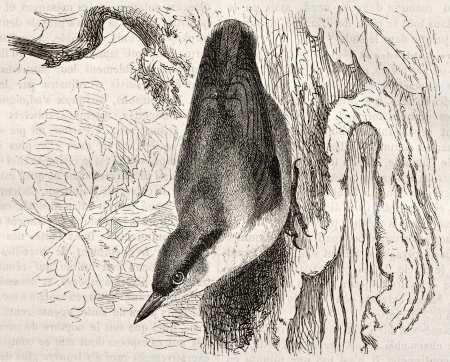 Eurasian Nuthatch old illustration (Sitta europaea). Created by Kretschmer and Jahrmargt, published on Merveilles de la Nature, Bailliere et fils, Paris, ca. 1878のeditorial素材