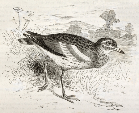 Eurasian Stone-curlew old illustration (Burhinus oedicnemus). Created by Kretschmer and Wendt, published on Merveilles de la Nature, Bailliere et fils, Paris, ca. 1878のeditorial素材