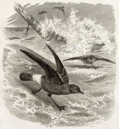 European Storm Petrel old illustration (Hydrobates pelagicus). Created by Kretschmer and Illner, published on Merveilles de la Nature, Bailliere et fils, Paris, ca. 1878のeditorial素材