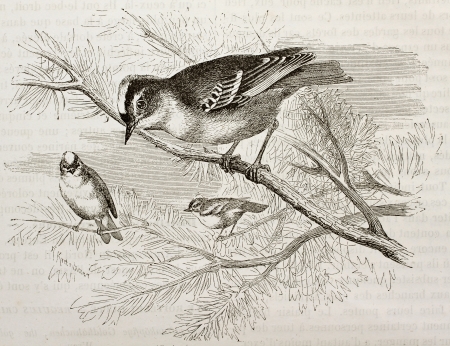 Goldcrest old illustration (Regulus regulus). Created by Kretschmer, published on Merveilles de la Nature, Bailliere et fils, Paris, 1878のeditorial素材