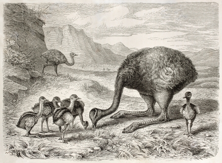 Greater Rhea old illustration (Rhea americana). Created by Beckmann, published on Merveilles de la Nature, Bailliere et fils, Paris, ca. 1878のeditorial素材