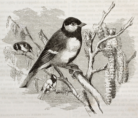 Great Tit old illustration (Parus major). Created by Kretschmer and Wendt, published on Merveilles de la Nature, Bailliere et fils, Paris, 1878のeditorial素材