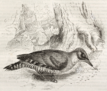 Green Woodpecker old illustration (Picus viridis). Created by Kretschmer, published on Merveilles de la Nature, Bailliere et fils, Paris, ca. 1878のeditorial素材
