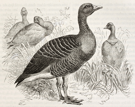 Greylag Goose old illustration (Anser anser). Created by Kretschmer and Jahrmargt, published on Merveilles de la Nature, Bailliere et fils, Paris, ca. 1878のeditorial素材