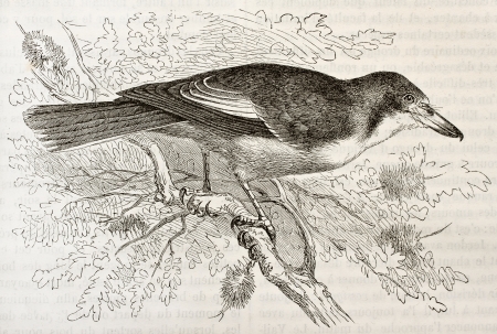 Grey Butcherbird old illustration (Cracticus torquatus). Created by Kretschmer, published on Merveilles de la Nature, Bailliere et fils, Paris, 1878のeditorial素材