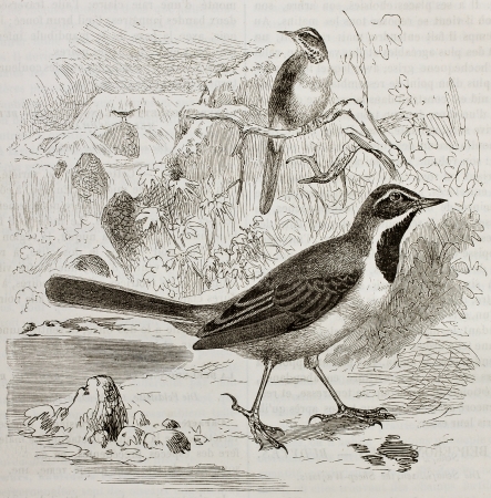 Grey Wagtail old illustration (Motacilla cinerea). Created by Kretschmer and Illner, published on Merveilles de la Nature, Bailliere et fils, Paris, 1878のeditorial素材