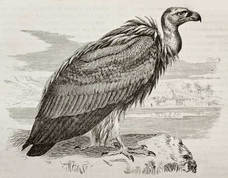 Old illustration of Griffon Vulture (Gyps fulvus). Created by Kretschmer, published on Merveilles de la Nature, Bailliere et fils, Paris, 1878のeditorial素材