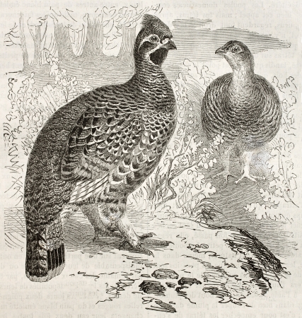 Hazel Grouse old illustration (Tetrastes bonasia). Created by Kretschmer and Illner, published on Merveilles de la Nature, Bailliere et fils, Paris, ca. 1878のeditorial素材