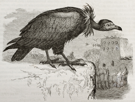 Old illustration of Hooded Vulture (Necrosyrtes monachus). Created by Kretschmer and Jahrmargt, published on Merveilles de la Nature, Bailliere et fils, Paris, 1878のeditorial素材