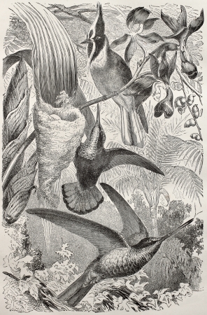 Bearded Helmetcrest, Ruby-topaz Hummingbird and Sickle-winged Hummingbird. Created by Kretschmer, published on Merveilles de la Nature, Bailliere et fils, Paris, ca. 1878のeditorial素材