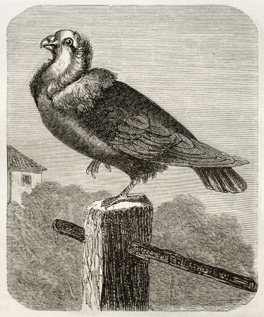 Jacobin Pigeon old illustration (Columba livia). Created by Gelibert and Sargent, published on Merveilles de la Nature, Bailliere et fils, Paris, ca. 1878のeditorial素材