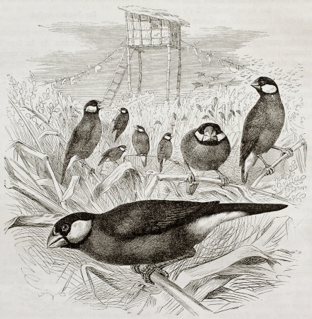Old illustration of Java Sparrow (Padda oryzivora). Created by Kretschmer and Schmid, published on Merveilles de la Nature, Bailliere et fils, Paris, 1878のeditorial素材