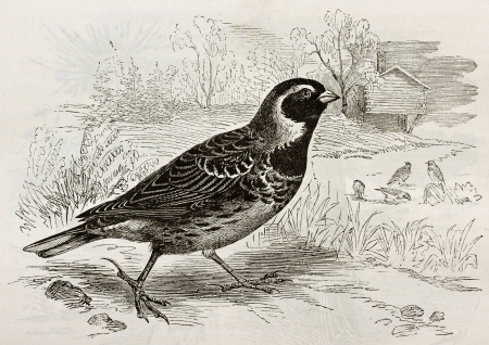 Old illustration of Lapland Longspur (Calcarius lapponicus). Created by Kretschmer and Schmid, published on Merveilles de la Nature, Bailliere et fils, Paris, 1878のeditorial素材