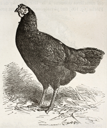 La Fleche chicken old illustration. Created by Jacque, published on Merveilles de la Nature, Bailliere et fils, Paris, ca. 1878のeditorial素材