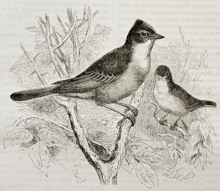 Lesser Whitethroat old illustration (Sylvia curruca). Created by Kretschmer and Wendt, published on Merveilles de la Nature, Bailliere et fils, Paris, 1878のeditorial素材