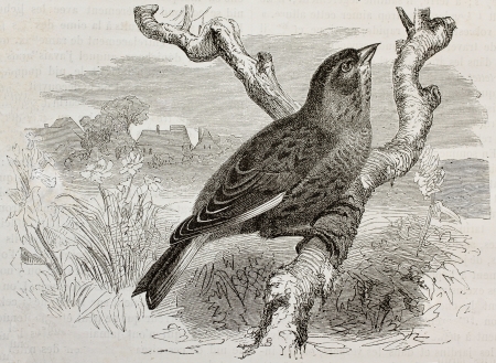 Old illustration of a Linnet (Carduelis cannabina). Created by Kretschmer and Jahrmargt, published on Merveilles de la Nature, Bailliere et fils, Paris, 1878のeditorial素材