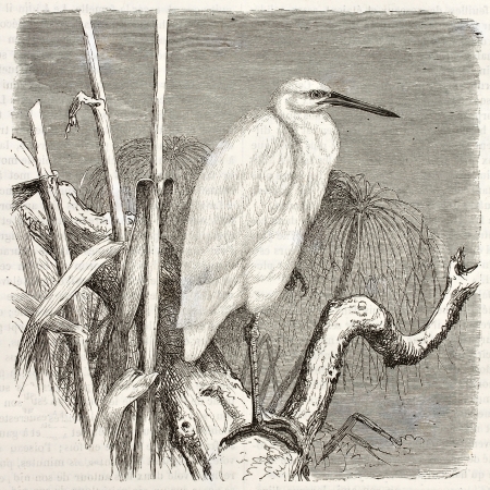 Little Egret old illustration (Egretta garzetta). Created by Kretschmer, published on Merveilles de la Nature, Bailliere et fils, Paris, ca. 1878のeditorial素材