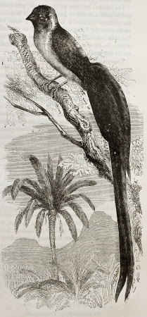 Old illustration of Long-tailed Paradise Whydah (Vidua paradisea). Created by Kretschmer and Wendt, published on Merveilles de la Nature, Bailliere et fils, Paris, 1878.のeditorial素材