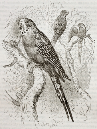 Old illustration of Budgerigar (Melopsittacus undulatus). Created by Kretschmer and Jahrmargt, published on Merveilles de la Nature, Bailliere et fils, Paris, 1878のeditorial素材