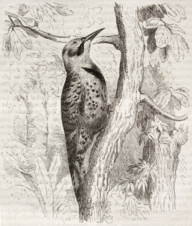 Northern Flicker old illustration (Colaptes auratus). Created by Kretschmer and Jahrmargt, published on Merveilles de la Nature, Bailliere et fils, Paris, ca. 1878のeditorial素材