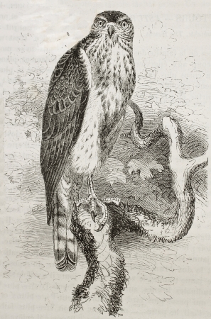 Old illustration of Northern Goshawk (Accipiter gentilis). Created by Kretschmer and Schmid, published on Merveilles de la Nature, Bailliere et fils, Paris, 1878のeditorial素材