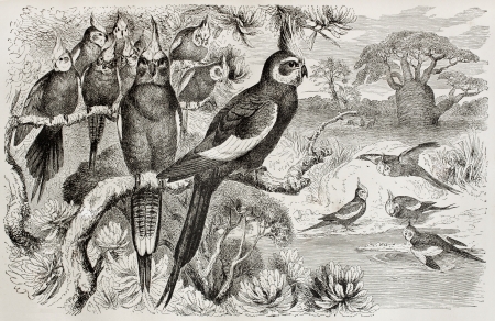 Old illustration of Cockatiel (Nymphicus hollandicus). Created by Kretschmer and Schmid, published on Merveilles de la Nature, Bailliere et fils, Paris, 1878のeditorial素材
