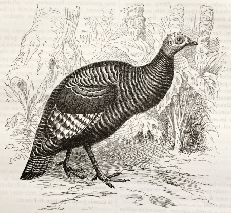 Ocellated Turkey old illustration (Meleagris ocellata). Created by Kretschmer and Jahrmargt, published on Merveilles de la Nature, Bailliere et fils, Paris, ca. 1878のeditorial素材