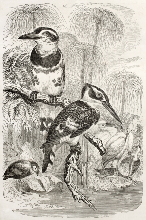 Pied Kingfisher old illustration (Ceryle rudis). Created by Kretschmer and Illner, published on Merveilles de la Nature, Bailliere et fils, Paris, ca. 1878
のeditorial素材