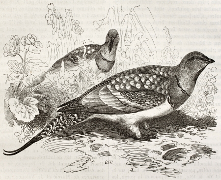 Pin-tailed Sandgrouse old illustration (Pterocles alchata). Created by Kretschmer, published on Merveilles de la Nature, Bailliere et fils, Paris, ca. 1878のeditorial素材