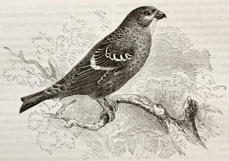 Old illustration of Pine Grosbeak (Pinicola enucleator). Created by Kretschmer and Niedermann, published on Merveilles de la Nature, Bailliere et fils, Paris, 1878のeditorial素材