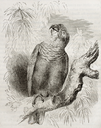 Old illustration of a Blue-headed parrot (Pionus mentruus). Created by Kretschmer and Schmid, published on Merveilles de la Nature, Bailliere et fils, Paris, 1878のeditorial素材