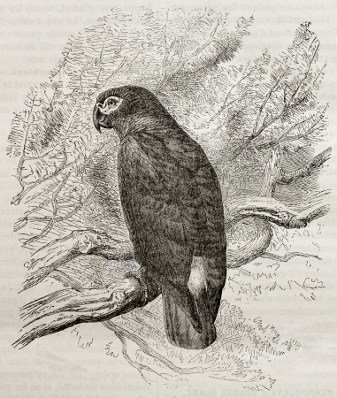 Old illustration of a Grey parrot (Psittacus erithacus). Created by Kretschmer, published on Merveilles de la Nature, Bailliere et fils, Paris, 1878のeditorial素材