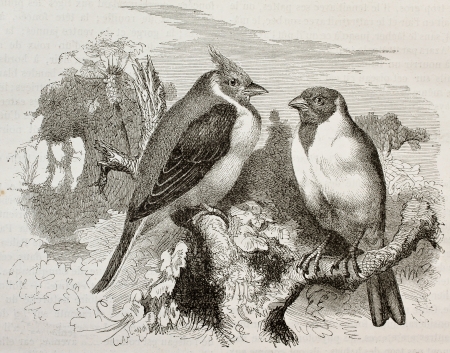 Old illustration of Red-cowled Cardianal (Paroaria dominicana). Created by Kretschmer and Schmid, published on Merveilles de la Nature, Bailliere et fils, Paris, 1878のeditorial素材