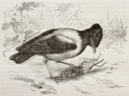 Old illustration of Rosy Starling (Pastor roseus). Created by Kretschmer, published on Merveilles de la Nature, Bailliere et fils, Paris, 1878のeditorial素材