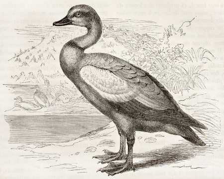 Ruddy Shelduck old illustration (Tadorna ferruginea). Created by Kretschmer and Schmid, published on Merveilles de la Nature, Bailliere et fils, Paris, ca. 1878のeditorial素材