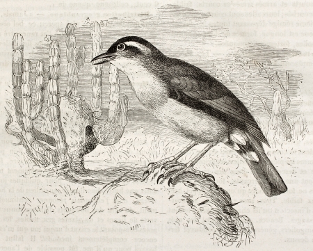 Rufous Hornero old illustration (Furnarius rufus). Created by Kretschmer and Wendt, published on Merveilles de la Nature, Bailliere et fils, Paris, ca. 1878のeditorial素材