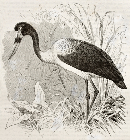 Saddle-billed Stork old illustration (Ephippiorhynchus senegalensis). Created by Kretschmer, published on Merveilles de la Nature, Bailliere et fils, Paris, ca. 1878のeditorial素材