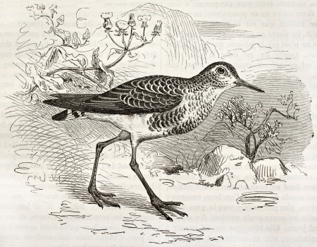 Sanderling old illustration (calidris alba). Created by Kretschmer, published on Merveilles de la Nature, Bailliere et fils, Paris, ca. 1878のeditorial素材