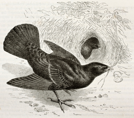 Old illustration of Satin Bowerbird (Ptilonorhynchus violaceus). Created by Kretschmer and Illver, published on Merveilles de la Nature, Bailliere et fils, Paris, 1878のeditorial素材