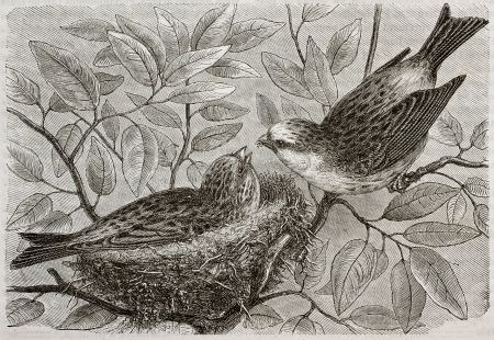 Old illustration of European Serin (Serinus serinus). Created by Bocourt and Dupre, published on Merveilles de la Nature, Bailliere et fils, Paris, 1878のeditorial素材
